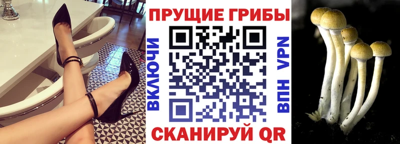 shop клад  kraken как зайти  Кинешма  Псилоцибиновые грибы Psilocybe 